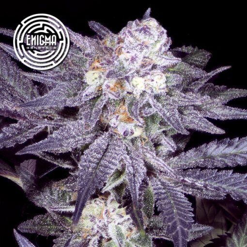 Jealousy 54 - 3 u. fem Enigma Genetics