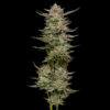 Jelly Donutz 5 u. fem Humbold Seeds Company