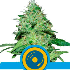 Joanne's CBD fem. Royal Queen