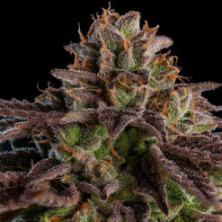 K-Mintz fem. Ripper Seeds