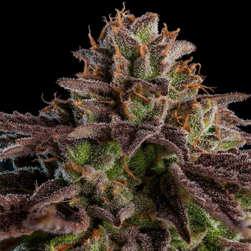 K-Mintz fem. Ripper Seeds