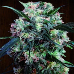 Kali China fem. Ace Seeds