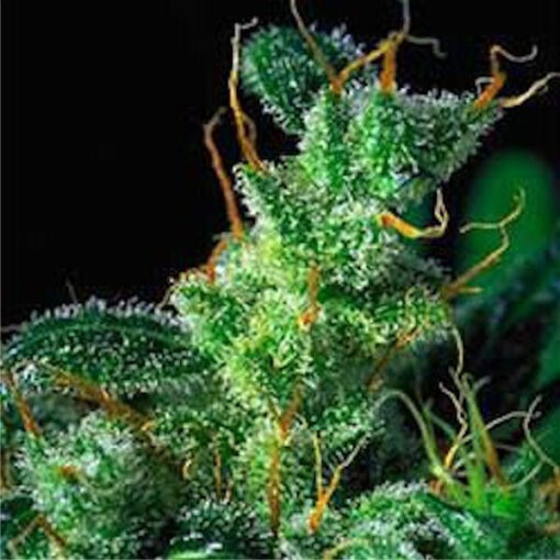 Kali Mist fem. Serious Seeds