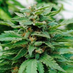 Karibbean Mango fem. Kannabia Seeds
