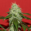 Kikiriki  3 u. REG French Touch Seeds