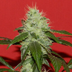 Kikiriki  3 u. REG French Touch Seeds