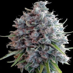 Killer A5 Haze fem. Ace Seeds