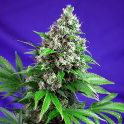 Killer Kush Fast Version fem. Sweet Seeds