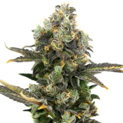 King Cone fem. Elev8 Seeds