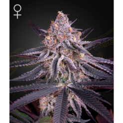 King´s Juice fem. Green House