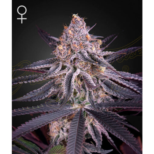 King´s Juice fem. Green House