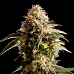 Kiss fem. Kannabia Seeds