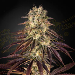 Kong´s Krush fem. Green House