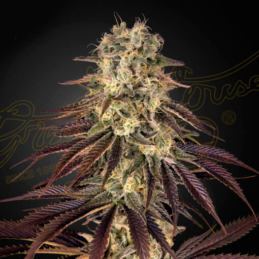 Kong´s Krush fem. Green House