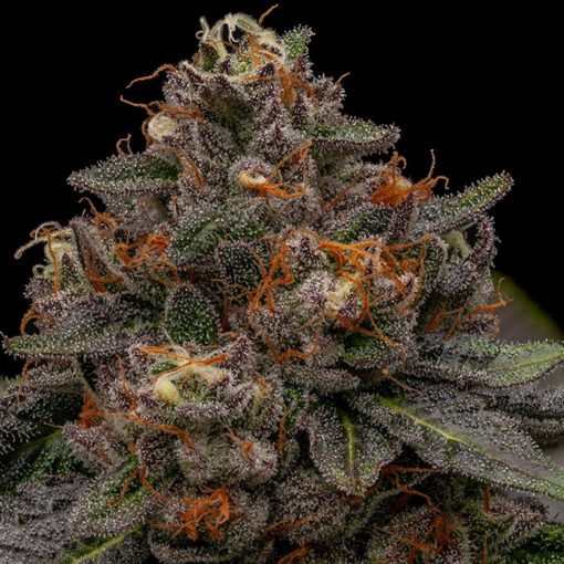 Korenji fem. Ripper Seeds