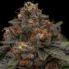 Korenji fem. Ripper Seeds