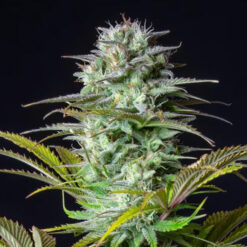 Kosher Cake Auto fem. FastBuds Seeds