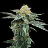 Kosher Cookies fem. DNA Genetics