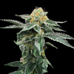 Kosher Cookies fem. DNA Genetics