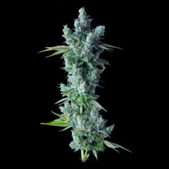 Kosher Dawg fem. DNA Genetics