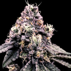 Kosher Pie fem. DNA Genetics
