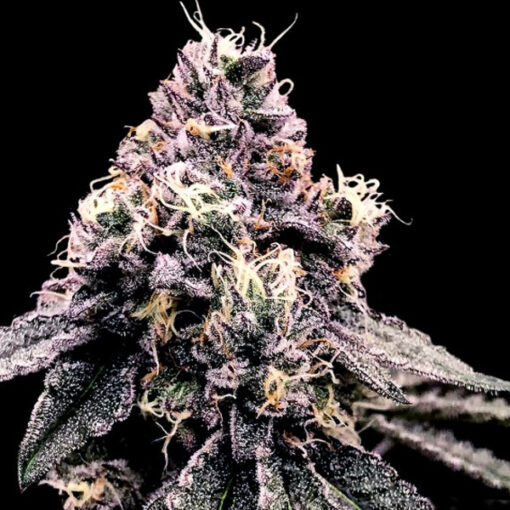 Kosher Pie fem. DNA Genetics