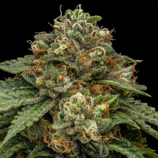 Kroma fem. Ripper Seeds