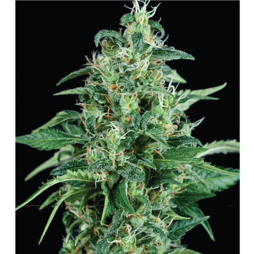 Kryptonite fem. Pyramid Seeds