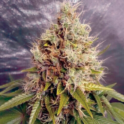 Kush Mass fem. Garden of Green Seeds