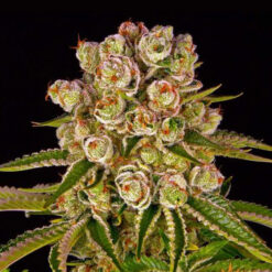 Kush Mintz fem. Barney's