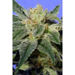 Kushage 10 u. reg. T.H. Seeds