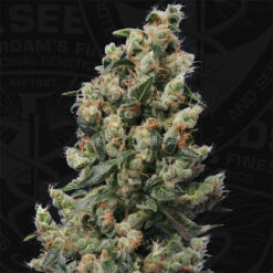 Kushage fem. T.H. Seeds
