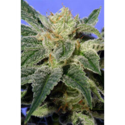 Kushage  5 u. reg. T.H. Seeds