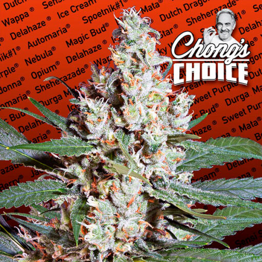 L.A. Amnesia fem. Paradise Seeds