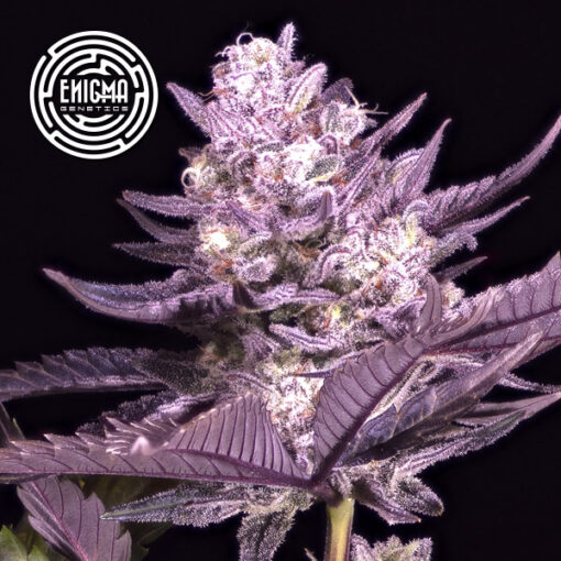 LA Kush Cake 3 u. fem Enigma Genetics
