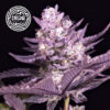 LA Kush Cake 6 u. fem Enigma Genetics