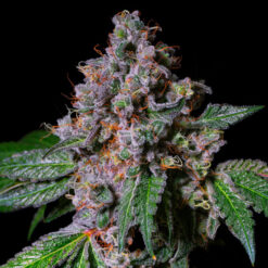 LA Macedonia 3 u. fem - Exotic Line- Pure Instinto
