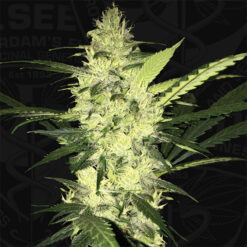 LA S.A.G.E. fem. T.H. Seeds