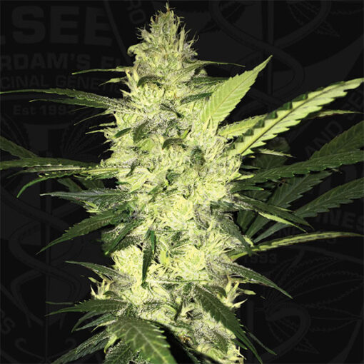 LA S.A.G.E. fem. T.H. Seeds