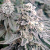 LA Wedding Pop 6 u. fem Enigma Genetics