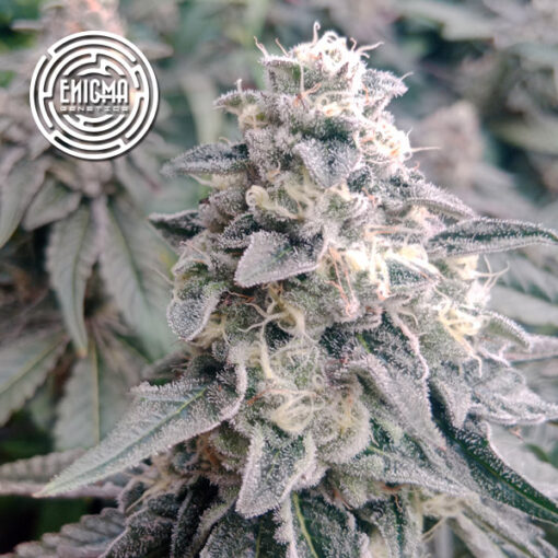 LA Wedding Pop 6 u. fem Enigma Genetics