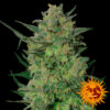 LSD fem. Barney's