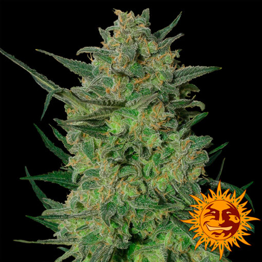LSD fem. Barney's