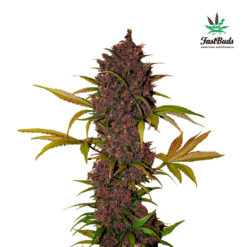 LSD-25 Auto fem. FastBuds Seeds