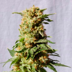La Blanca   1 u. fem. Kannabia Seeds