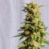 La Blanca   5 u. fem. Kannabia Seeds