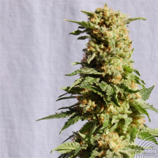 La Blanca   5 u. fem. Kannabia Seeds