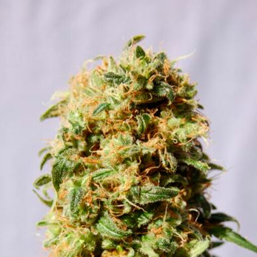 La Reina de Africa   3 u. fem. Kannabia Seeds