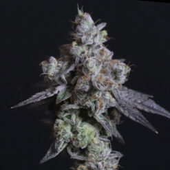Lady Kush fem. Elev8 Seeds