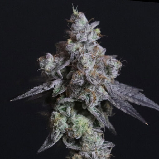 Lady Kush fem. Elev8 Seeds